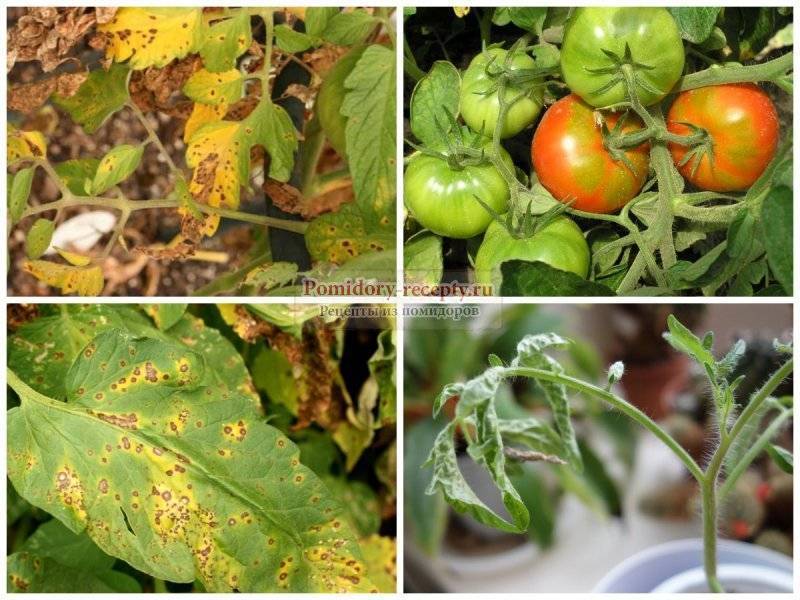 Сохнут листья томатов в теплице описание с фотографиями