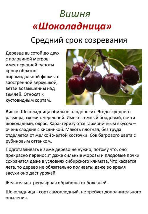 Вишня молодёжная: советы по выращиванию сладкой ягоды в саду