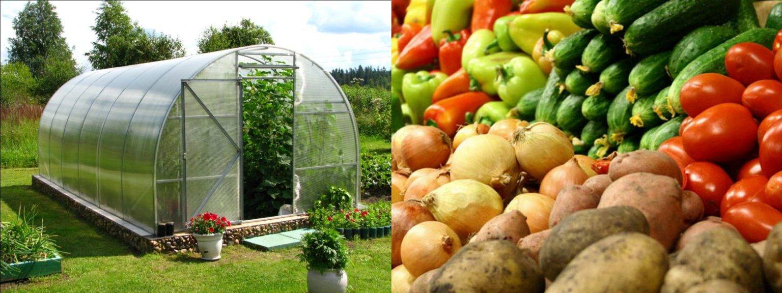 Что можно выращивать в теплице: самые популярные овощи и зелень