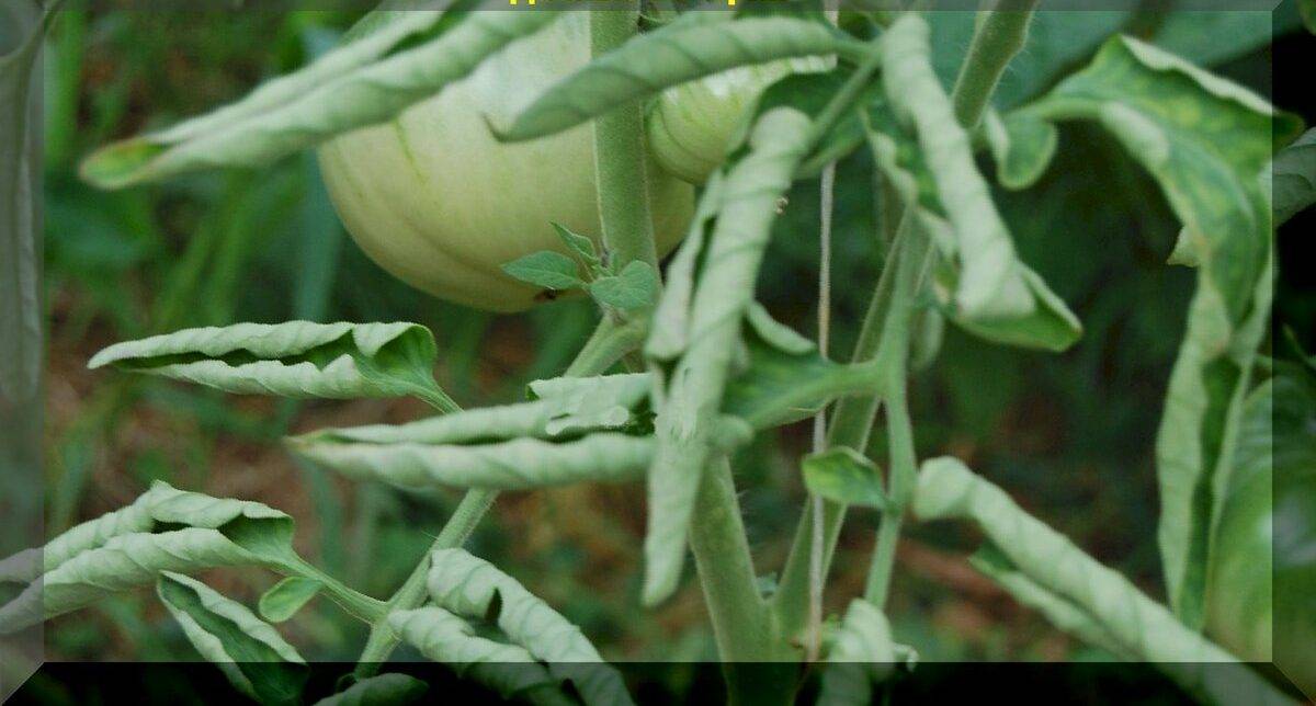 Почему скручиваются листья у помидор в теплице