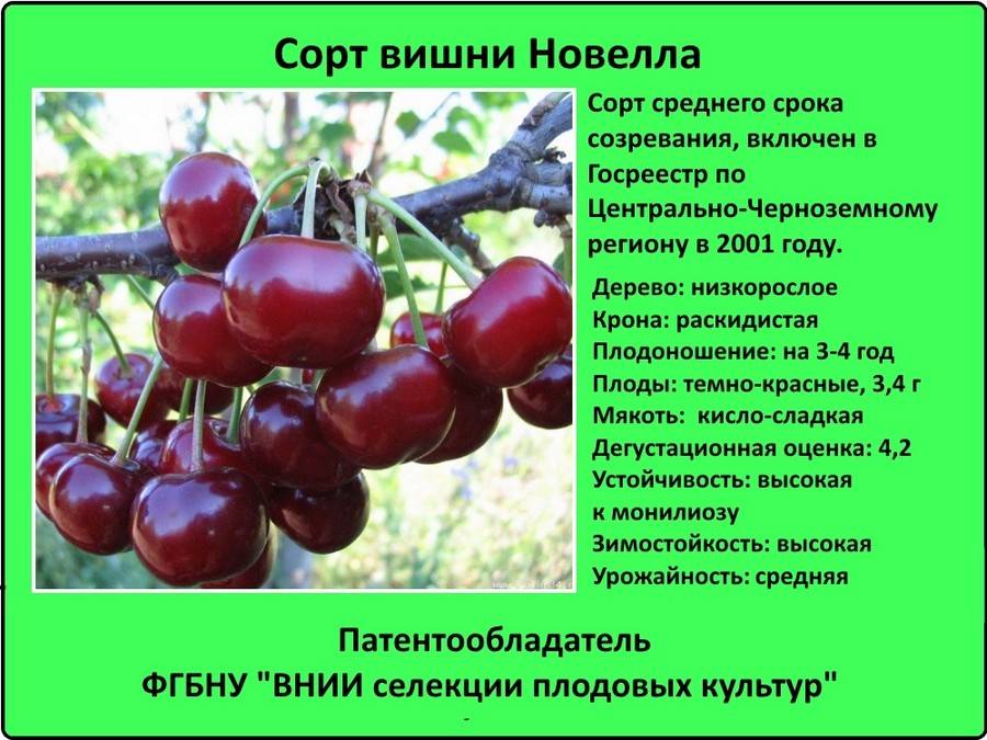 Сорта черешни для средней полосы россии ?: самоопыляемые, самоплодные, ранние | qlumba.com