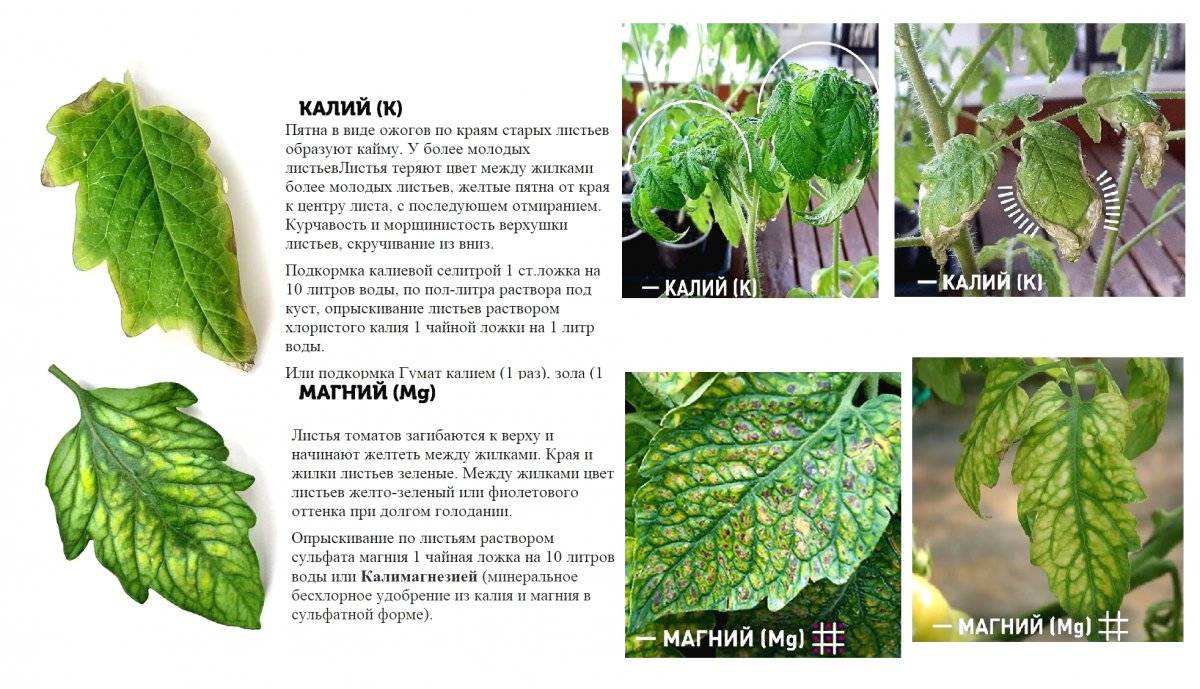 Болезни листьев у баклажанов: описания с фото и способы лечения