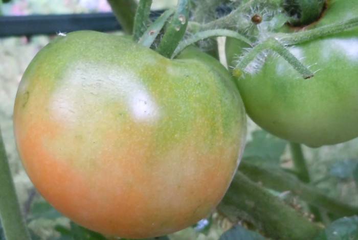 Чем подкормить и что сделать, чтобы помидоры в теплице быстрее краснели