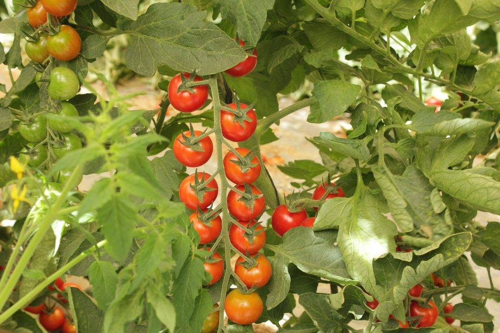 Почему не краснеют помидоры в теплице и открытом грунте: причины и что делать