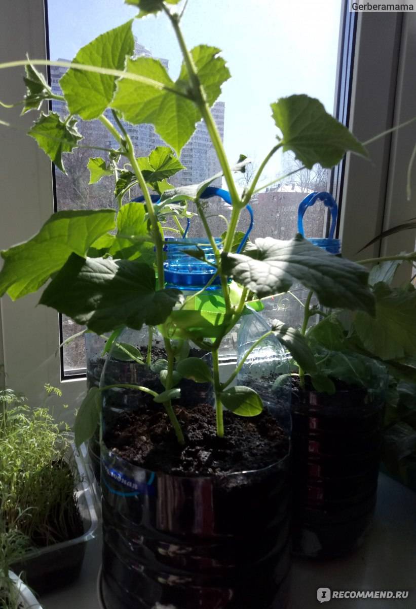 Огурцы на балконе — как добиться урожая? выращивание, уход, сорта. фото — ботаничка
