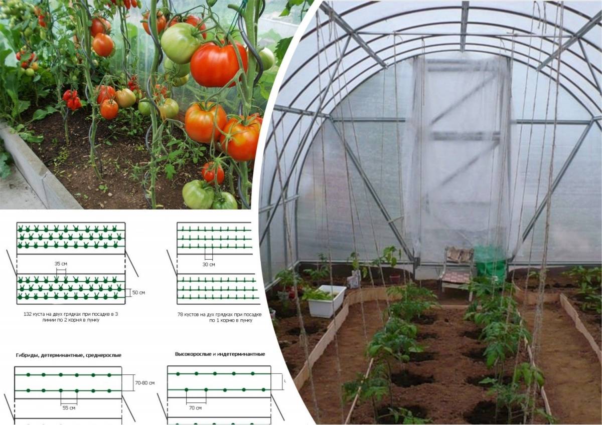 Посадка помидор в теплицу из поликарбоната: когда высаживать и как сажать