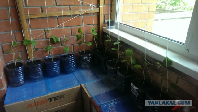 Огурцы на балконе — как добиться урожая?