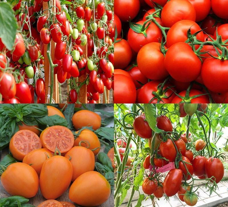 Высокорослые томаты в теплице и открытом грунте — особенности выращивания. посадка, условия и уход. фото — ботаничка