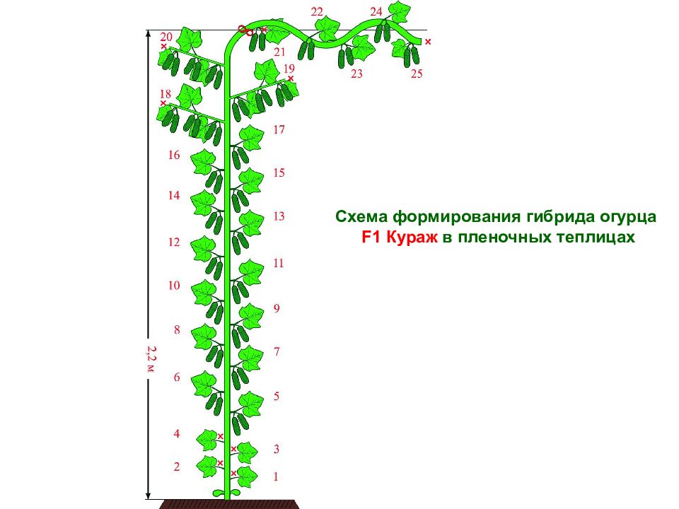 Формирование огурцов в теплице схема фото пошагово