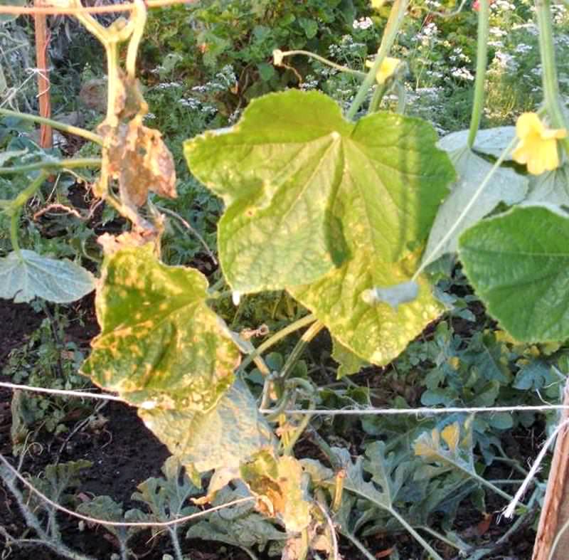 Почему вянут листья у огурцов в теплице и что делать