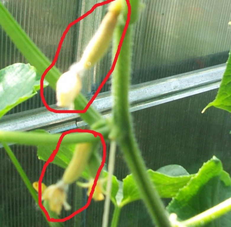 Почему не растут огурцы в теплице: завязи много, а не растут