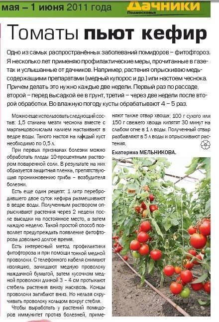 Почему не краснеют помидоры – обзор проблем и их решения