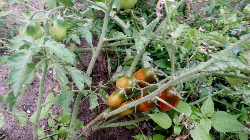 Чернеют помидоры снизу: что делать, если на плодах томатов черные пятна