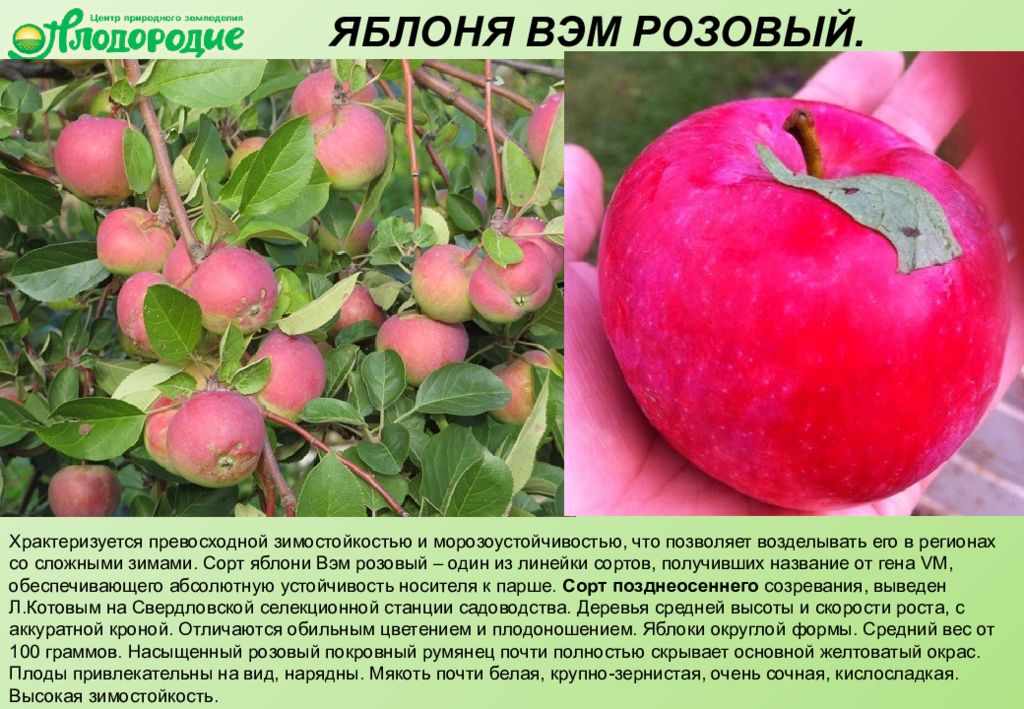 Сорта яблок фото с названием и описанием