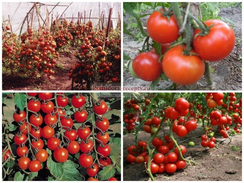 Высокорослые помидоры черри: лучшие сорта для теплицы и открытого грунта, урожайность с куста, уход и выращивание