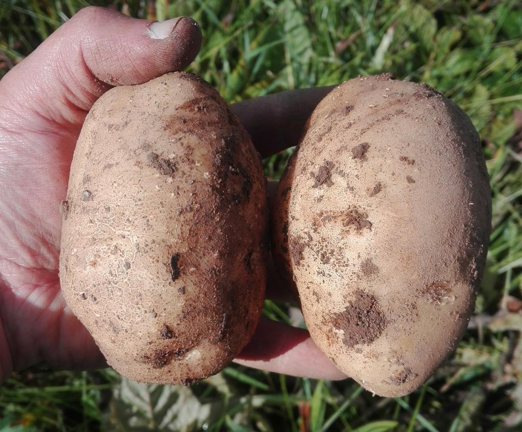 Картофель голубизна: характеристика сорта, когда убирать, вкусовые качества