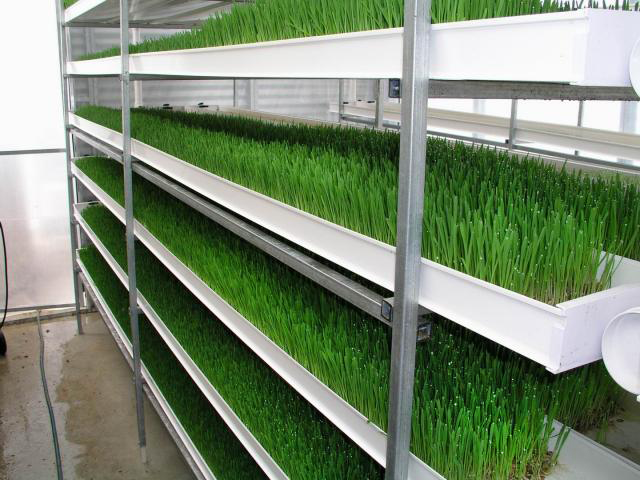 Бизнес план по выращиванию зелени в теплице - 87 фото