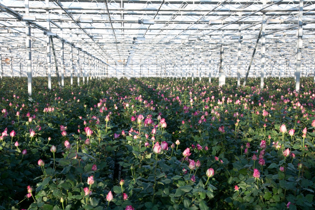 Выращивание роз в теплице на продажу - рентабельность, правила ухода, инструкции