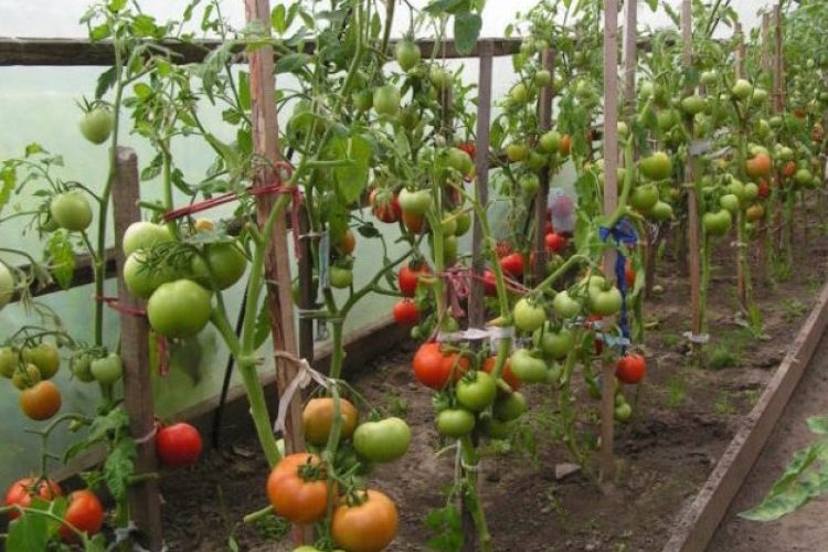 Фото как правильно подвязать помидоры в теплице