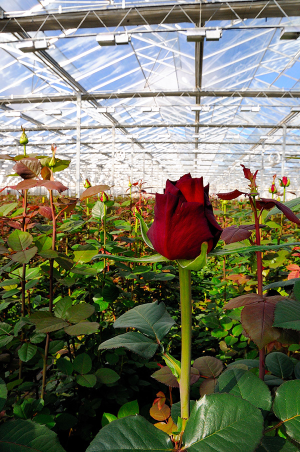 Выращивание роз в теплицах круглый год как бизнес: фото и видео