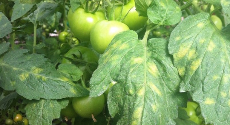 Болезни и вредители томатов, чем болеют и как их лечить