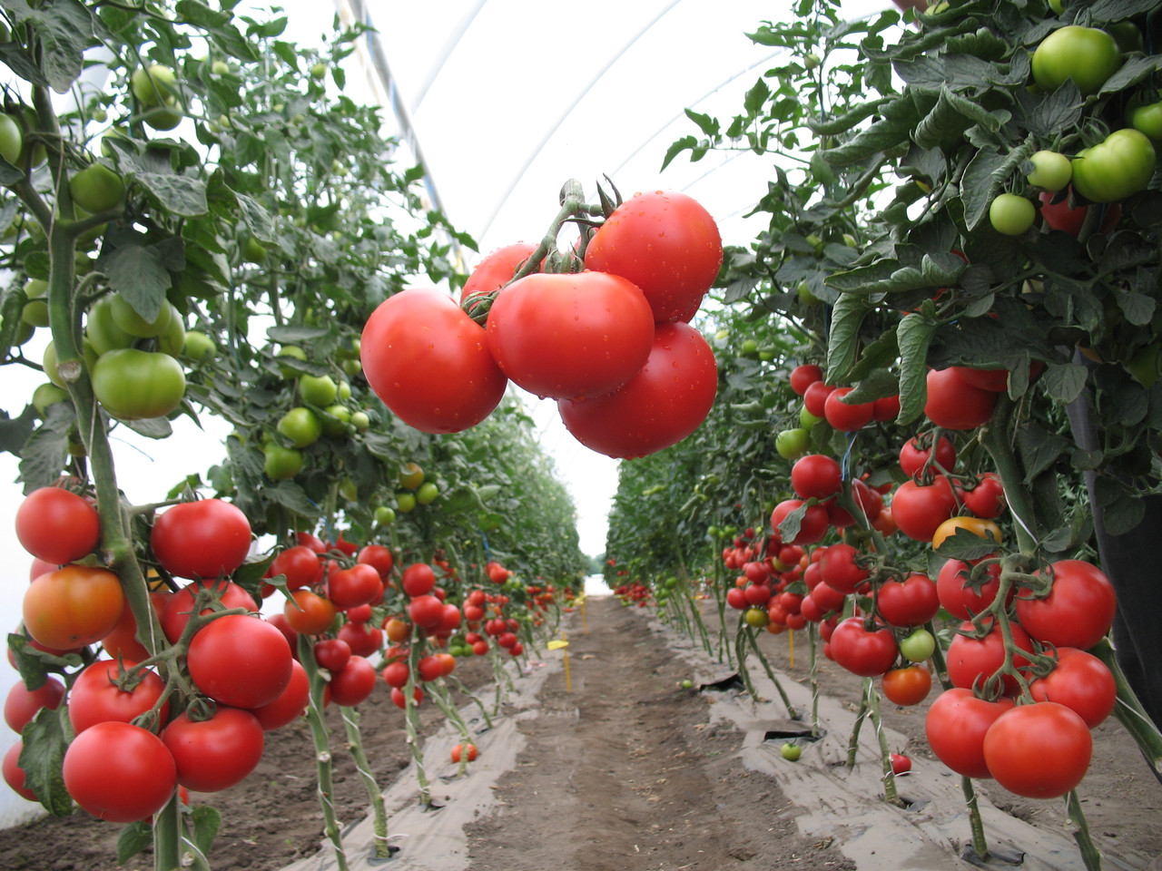 Лучшие сорта томаты для урала: урожайные, низкорослые без пасынкования