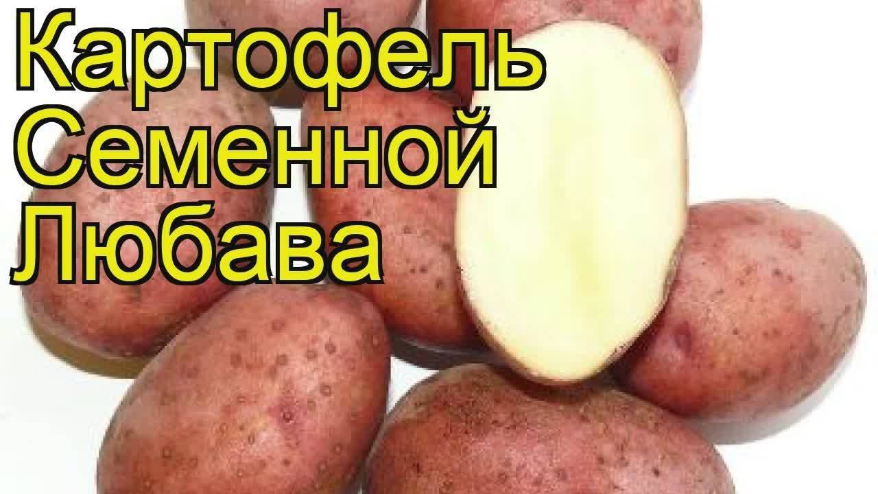 Лучшие сорта и виды картошки для выращивания