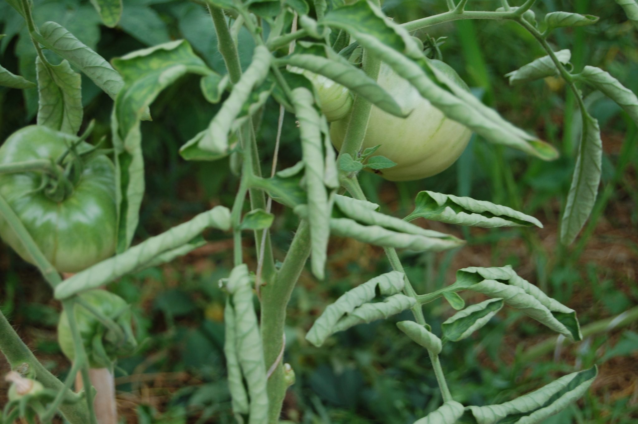 Скручиваются листья у помидоров: что делать и как помочь растениям