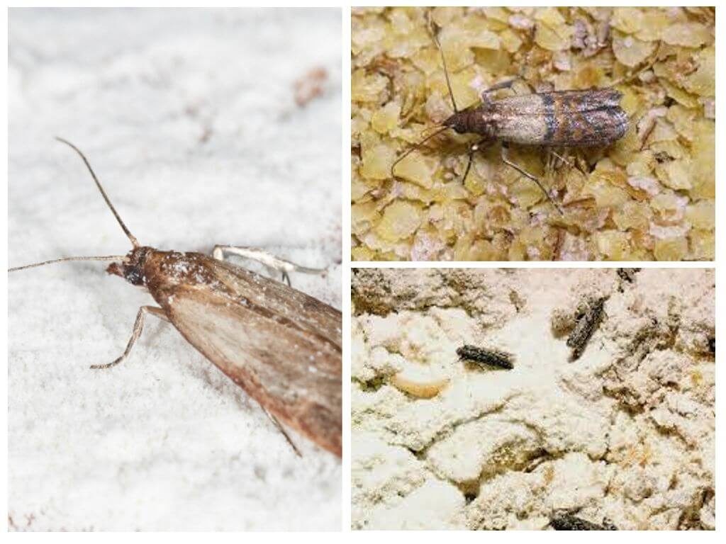 Что делать, если появились жуки в крупе: советы профессионалов для борьбы с насекомыми