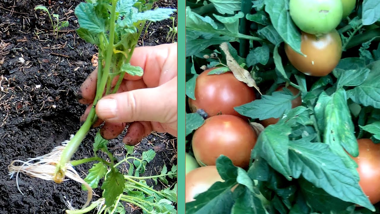 Выращиваем помидоры для здоровья – особенности и секреты процесса