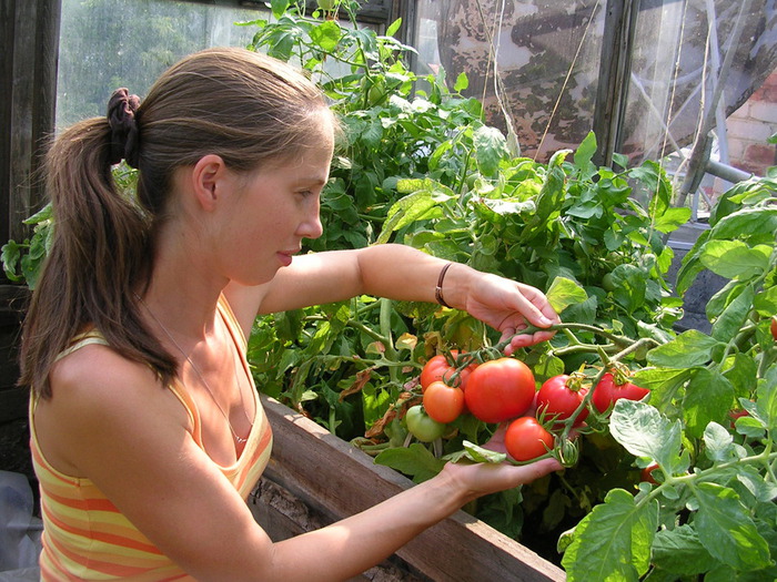 Как вырастить хороший урожай в теплице - 4 правила обустройства