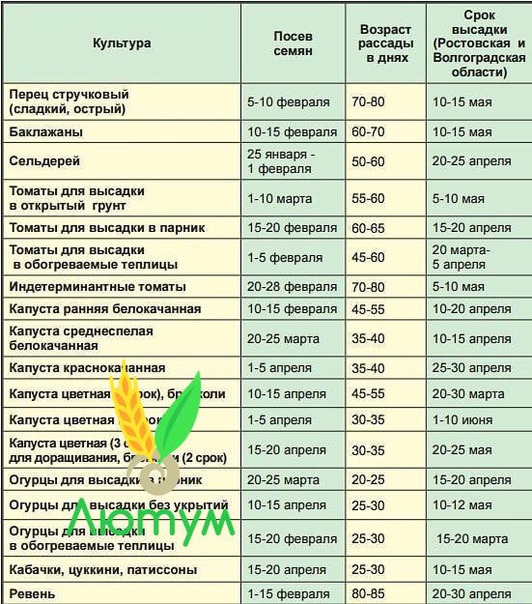 Возраста рассады овощных культур