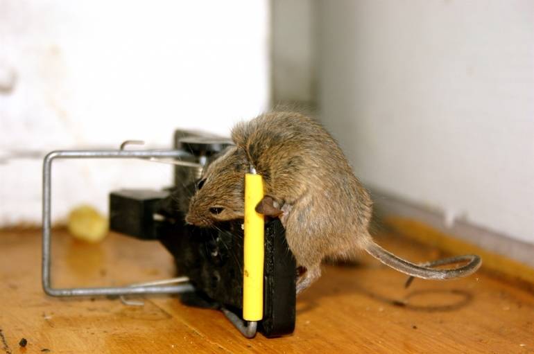 Какой запах не любят мыши, гуманный способ борьбы с грызунами