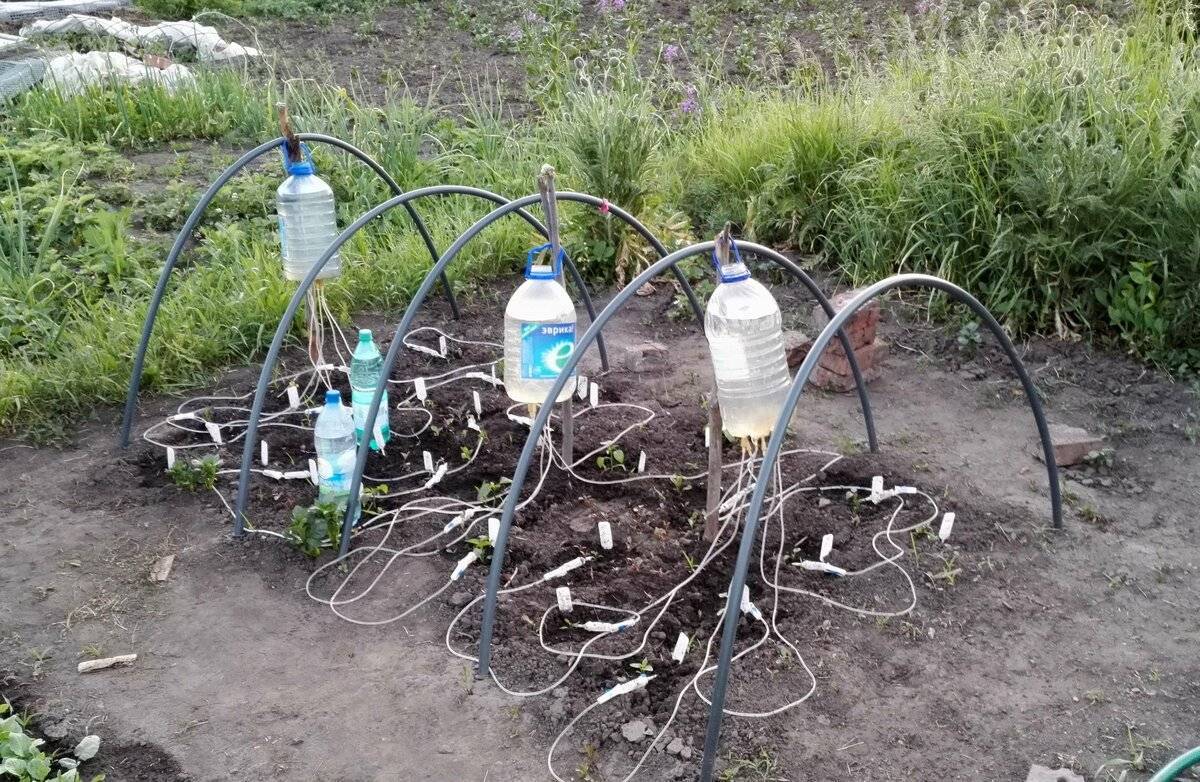 Система капельного орошения из пластиковых бутылок: преимущества и недостатки