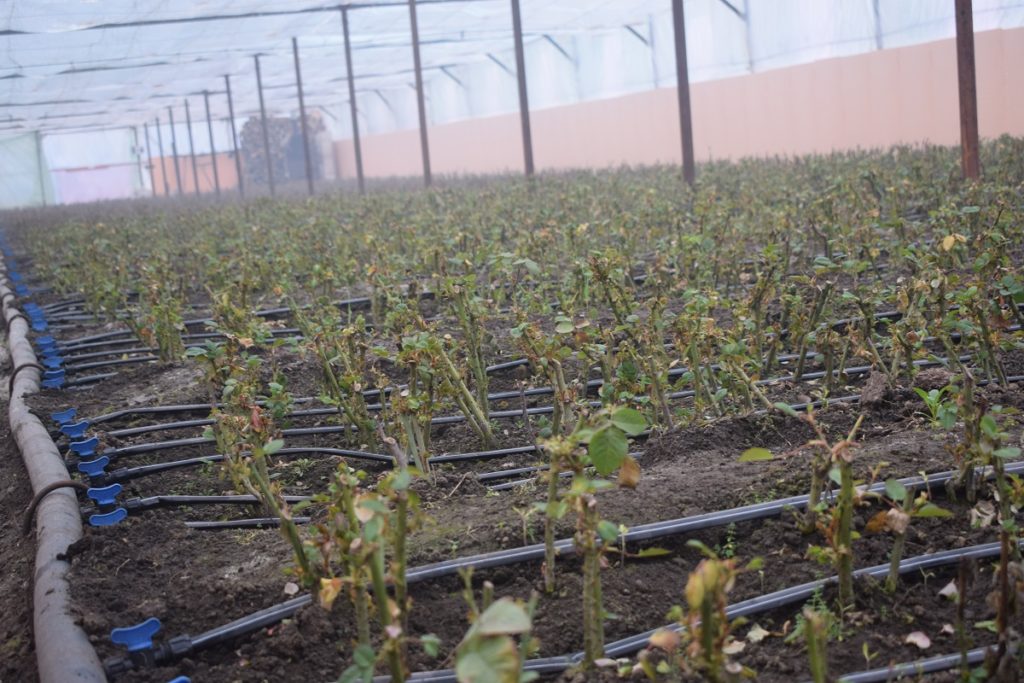 Выращивание роз на продажу: в теплице, в открытом грунте