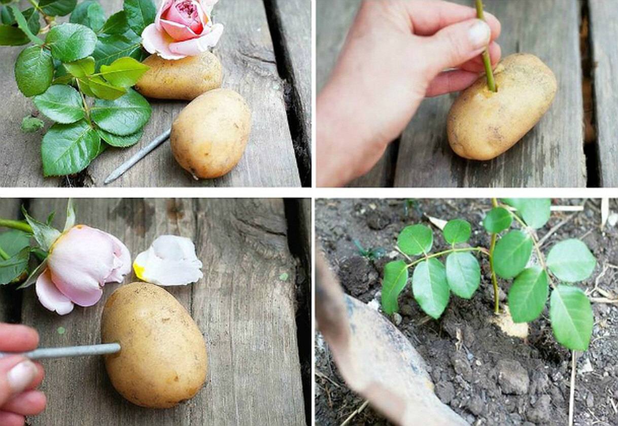 12 способов повысить урожай картофеля — floraprice.ru