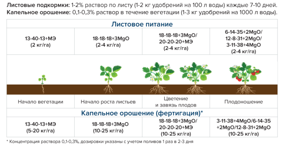 Овощи в теплице: особенности выращивания, как вырастить, технология, как разместить, время посадки, что посадить, готовые схемы с фото, в теплице из поликарбоната