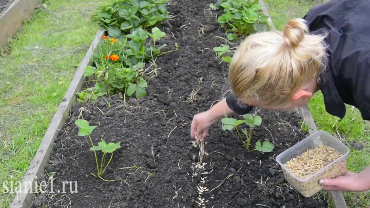 Рекомендации по посеву горчицы как сидерата для удобрения почвы