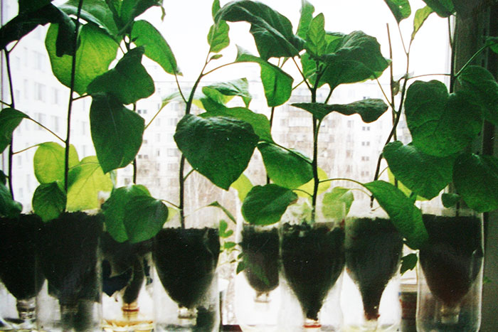 Огурцы на балконе: выращивание, уход, рекомендации
