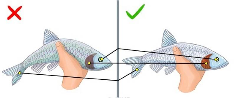 10 самых опасных видов рыбы