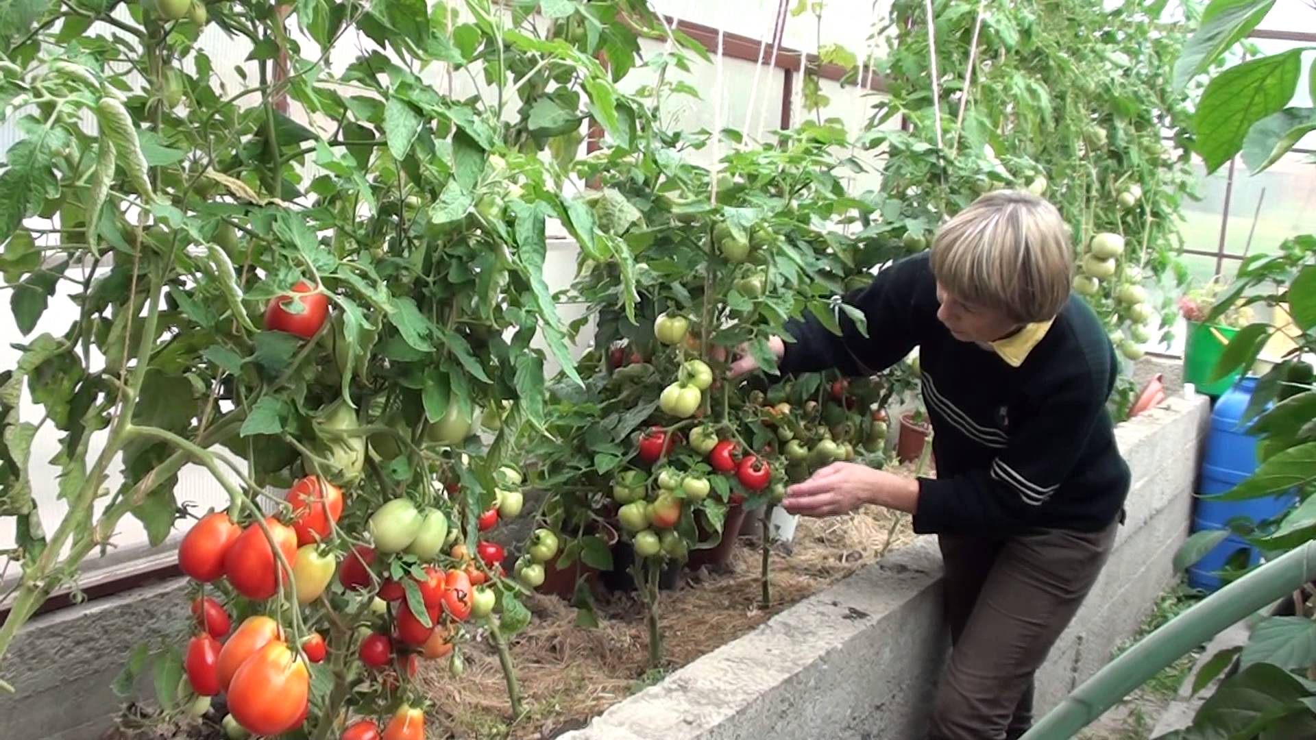 Помидоры в теплице из поликарбоната – выращивание, от посадки до урожая, как за ними ухаживать, видео