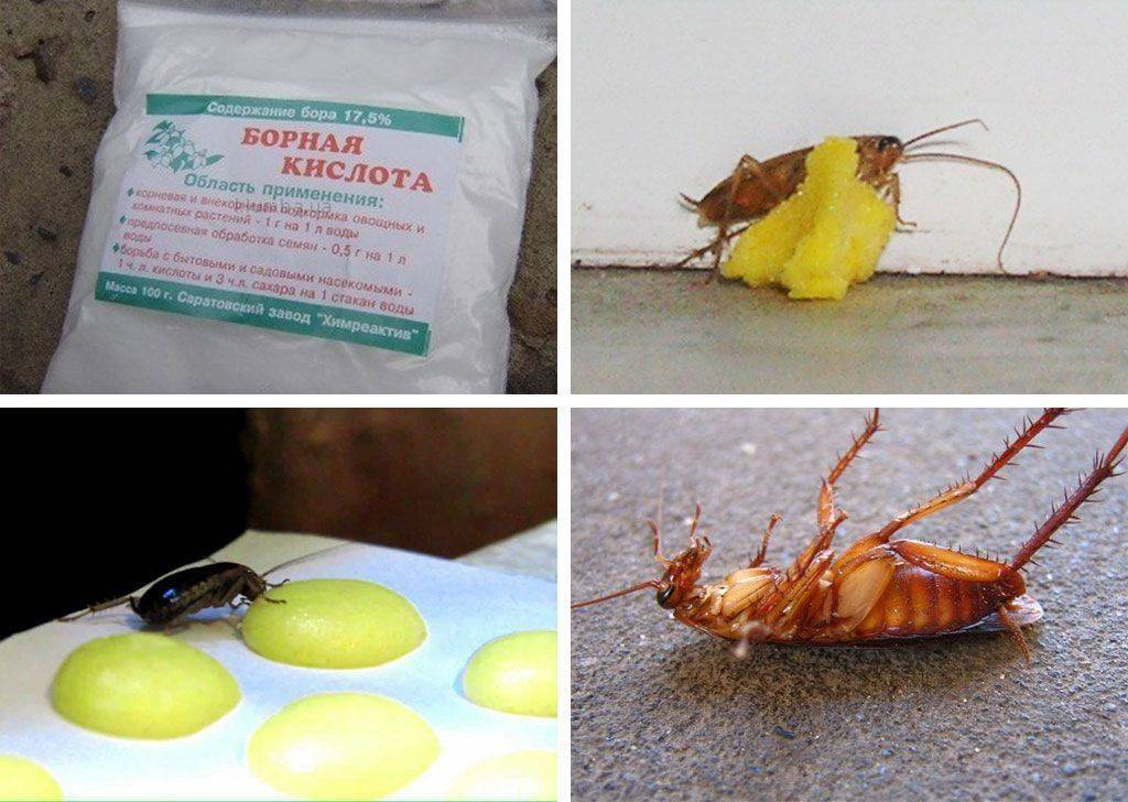 Борная кислота от тараканов: рецепты эффективных отрав, как травить, инструкция по применению