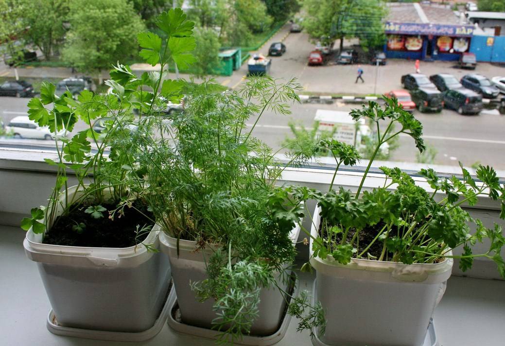 Зелень круглый год на подоконнике в квартире: выращивание для начинающих, условия дома и какую культуру можно вырастить зимой, как сеять семена, посадить без земли?
