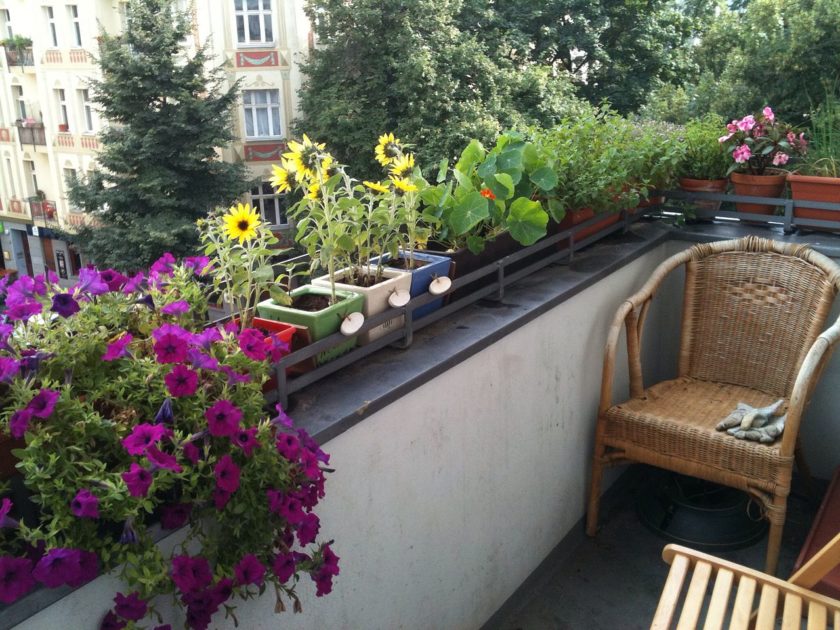Какие цветы посадить на балконе и лоджии