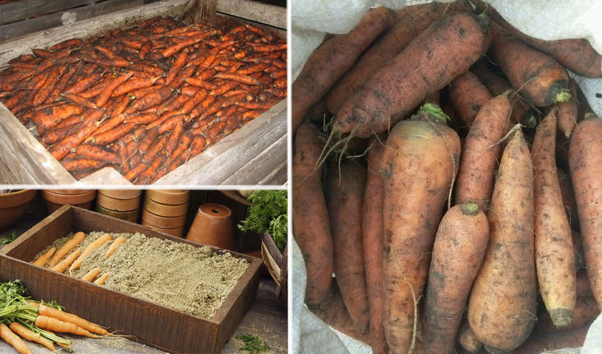 Как хранить морковь на зиму в домашних условиях, чтобы она не высохла, где это можно делать и как ее правильно выкопать: лучшие способы, как сберечь урожай до весны selo.guru — интернет портал о сельском хозяйстве