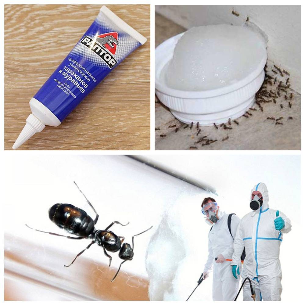 Несколько эффективных вариантов избавления от домашних муравьев