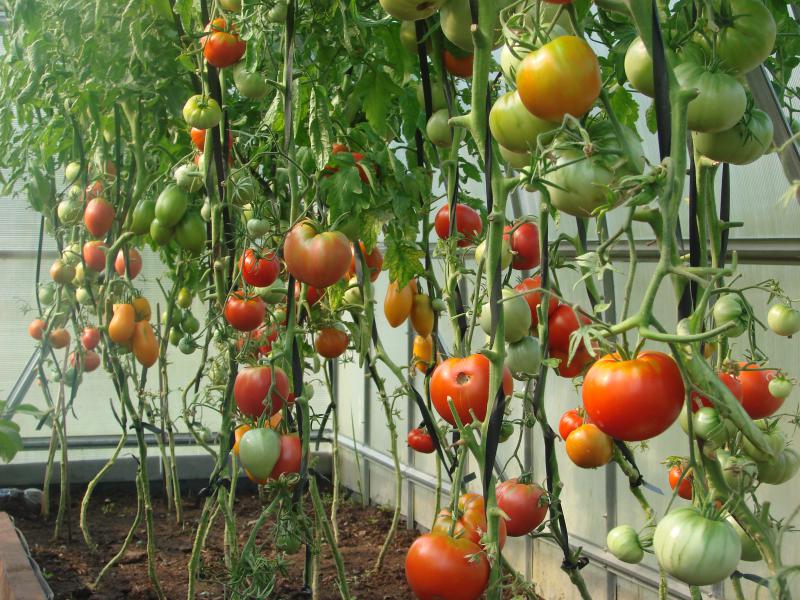 Чем подкормить помидоры, чтобы быстрее краснели и наливались: рекомендации
