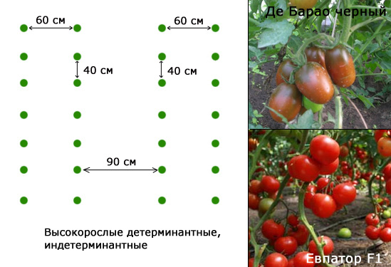 Посадка помидор в теплице из поликарбоната: когда и как правильно высаживать?