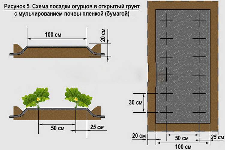 Схема посадки огурцов в теплице из поликарбоната 3х4 планировка фото