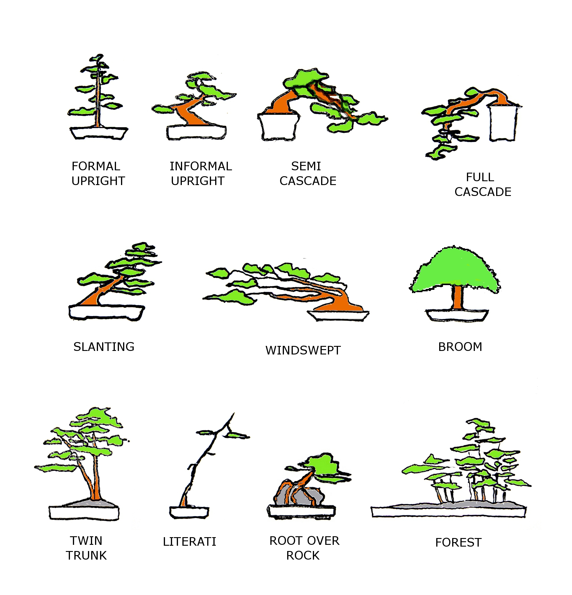 Бонсай: виды деревьев с фото и описанием, уход и выращивание